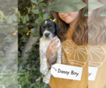 Puppy Danny Boy Pointer