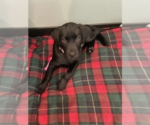 Labrador Retriever Puppy for sale in DENVILLE, NJ, USA