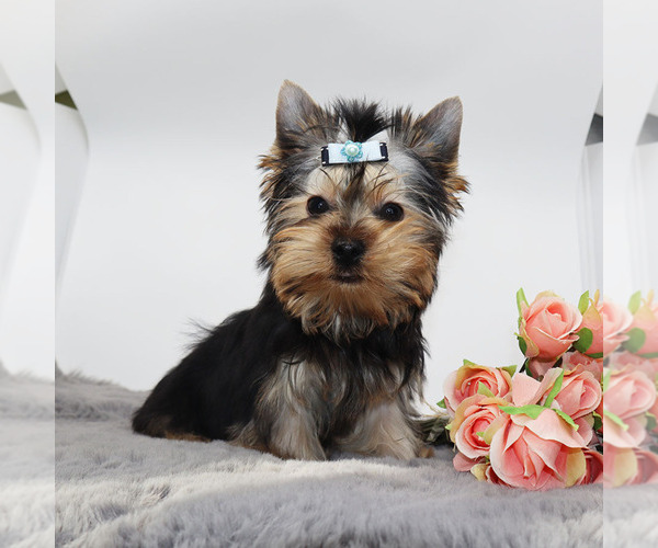 Medium Photo #3 Yorkshire Terrier Puppy For Sale in LOS ANGELES, CA, USA