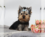Small #2 Yorkshire Terrier