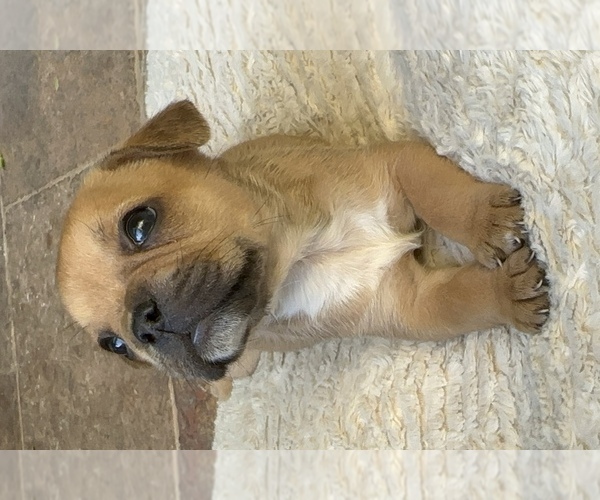 Medium Photo #16 American Bullnese-French Bulldog Mix Puppy For Sale in DISCOVERY BAY, CA, USA