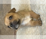 Small Photo #16 American Bullnese-French Bulldog Mix Puppy For Sale in DISCOVERY BAY, CA, USA