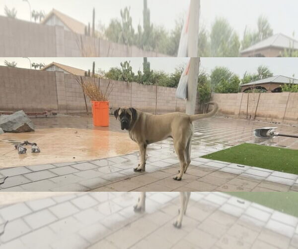 Medium Photo #9 Mastiff Puppy For Sale in Goodyear, AZ, USA