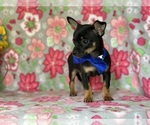 Small Photo #2 Chihuahua Puppy For Sale in LANCASTER, PA, USA