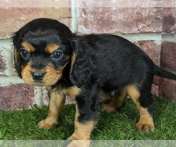 Medium Photo #3 Cavalier King Charles Spaniel Puppy For Sale in MOBERLY, MO, USA
