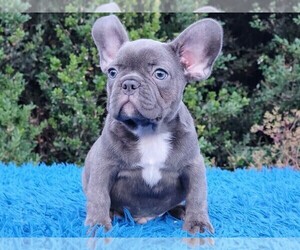 French Bulldog Puppy for sale in BOSTON, MA, USA