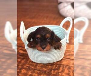 Cavapoo Puppy for sale in FORT WORTH, TX, USA