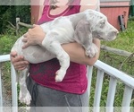 Small Photo #144 Great Dane Puppy For Sale in SPRAGGS, PA, USA
