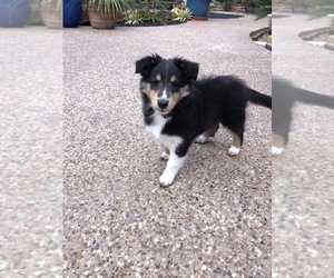 Shetland Sheepdog Puppy for sale in WEATHERFORD, TX, USA