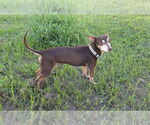 Small #2 Chipin