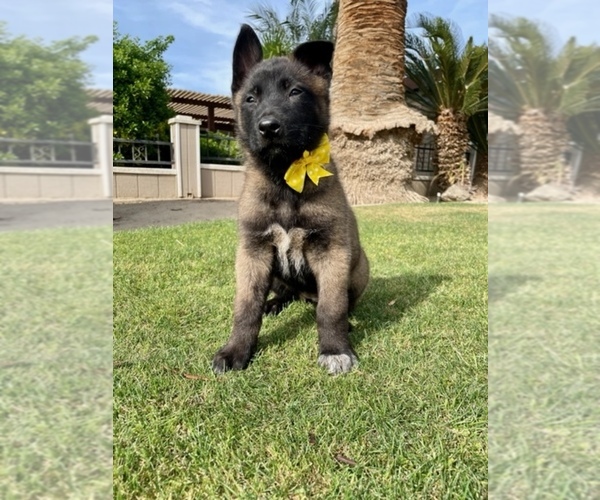 Medium Photo #3 Belgian Malinois Puppy For Sale in BAKERSFIELD, CA, USA