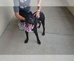 Small #1 American Pit Bull Terrier Mix