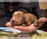 Small Photo #10 Goldendoodle Puppy For Sale in SAINT GEORGE, UT, USA