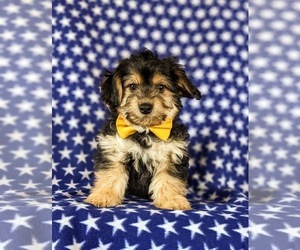 Jack Chi-Poodle (Miniature) Mix Puppy for sale in LINCOLN UNIVERSITY, PA, USA