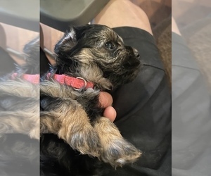 Yorkshire Terrier Puppy for sale in AUBURN HILLS, MI, USA