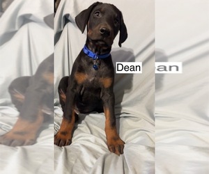 Doberman Pinscher Puppy for sale in POMEROY, OH, USA