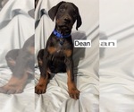 Small Doberman Pinscher