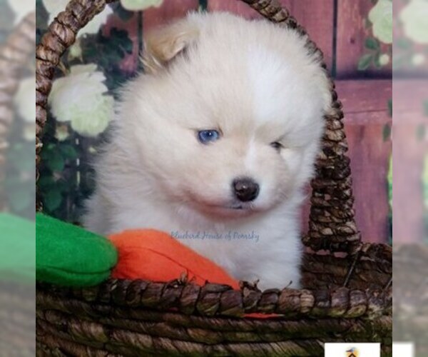 Medium Photo #21 Pomsky Puppy For Sale in RAMSEY, MN, USA