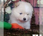 Small Photo #21 Pomsky Puppy For Sale in RAMSEY, MN, USA