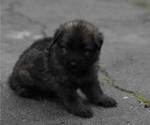 Small #38 German Shepherd Dog