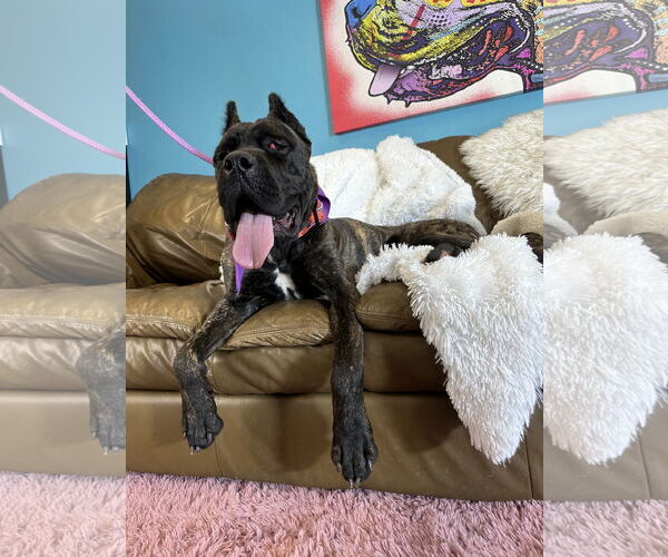 Medium Photo #4 Mutt Puppy For Sale in Goodyear, AZ, USA