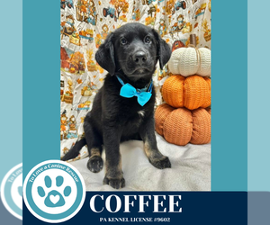 German Shepherd Dog-Unknown Mix Dogs for adoption in Kimberton, PA, USA