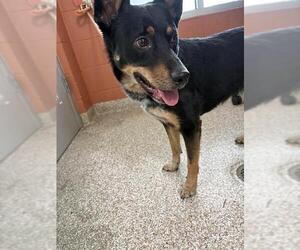 German Shepherd Dog-Unknown Mix Dogs for adoption in Pueblo, CO, USA