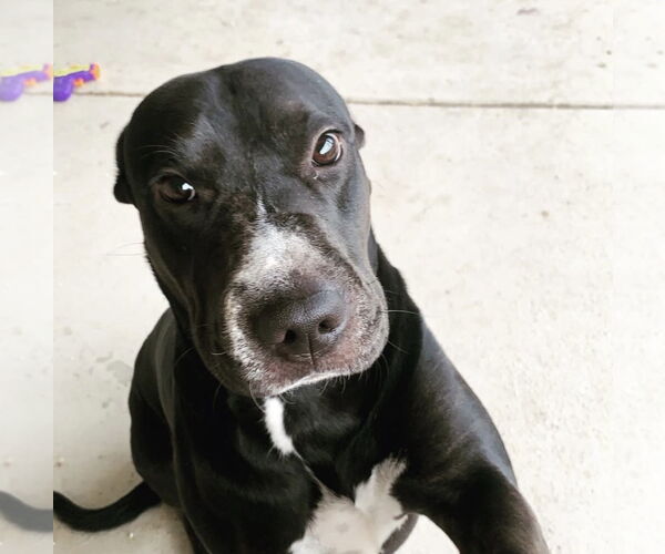 Medium Photo #2 Mutt Puppy For Sale in Chandler, AZ, USA