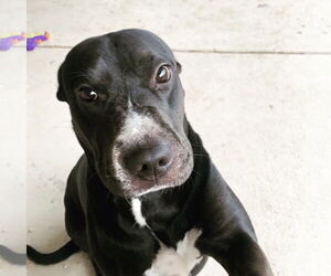 DAISY #26 - Female Mutt Dog for Adoption - Photo #2