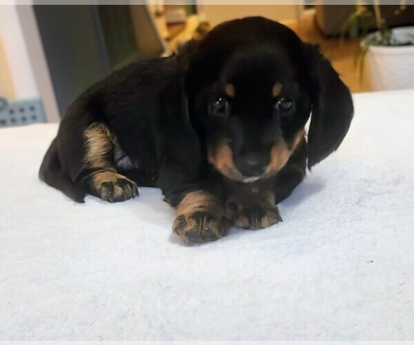 Medium Photo #1 Dachshund Puppy For Sale in JACKSONVILLE, NC, USA