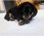 Small Dachshund