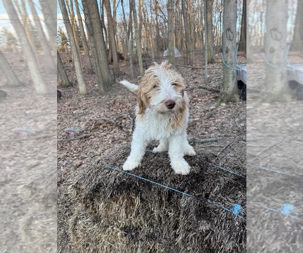 Medium Photo #60 Aussie-Poo-Goldendoodle Mix Puppy For Sale in COMMERCE, MI, USA