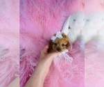 Small #19 Poodle (Toy)