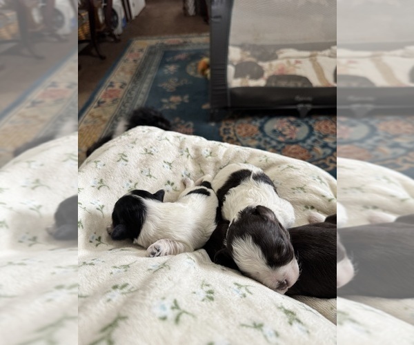 Medium Photo #9 Havanese Puppy For Sale in SATSUMA, FL, USA