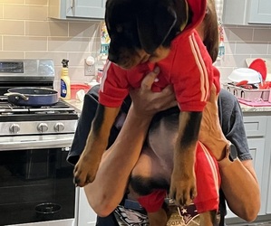 Rottweiler Puppy for sale in CORPUS CHRISTI, TX, USA