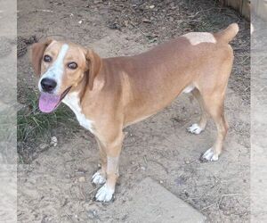 261392  Coosa - Male Mountain Cur-Unknown Mix Dog for Adoption - Photo #4