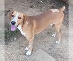 Small Photo #4 Mountain Cur-Unknown Mix Puppy For Sale in Wetumpka, AL, USA