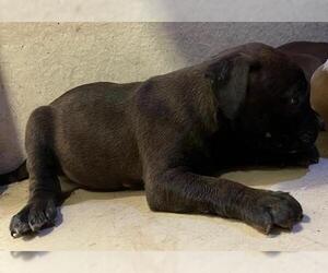 Medium American Pit Bull Terrier Mix