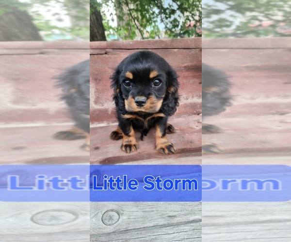 Medium Photo #2 Cavalier King Charles Spaniel Puppy For Sale in WAUKON, IA, USA