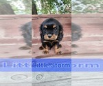Small #1 Cavalier King Charles Spaniel