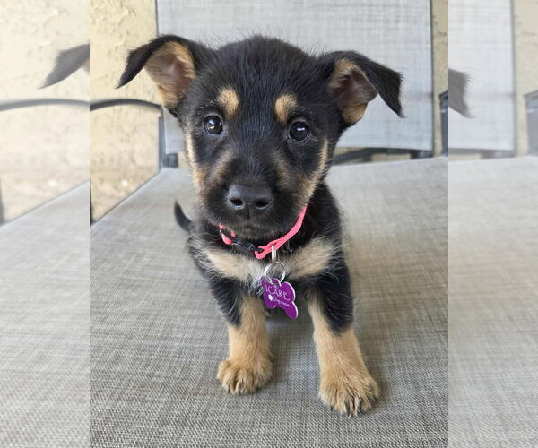 Medium Photo #12 Mutt Puppy For Sale in Corona, CA, USA