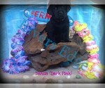 Small Photo #4 Labrador Retriever Puppy For Sale in BUMPASS, VA, USA