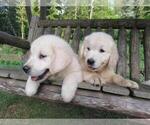 Small Photo #37 Golden Retriever Puppy For Sale in MILLVILLE, MA, USA