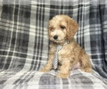 Small #8 Cockapoo