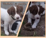 Small #2 Border Collie