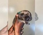 Small Photo #3 Cane Corso Puppy For Sale in MEMPHIS, TN, USA