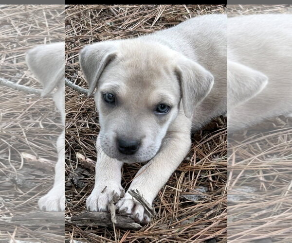 Medium Photo #2 Labrador Retriever-Unknown Mix Puppy For Sale in Rockaway, NJ, USA