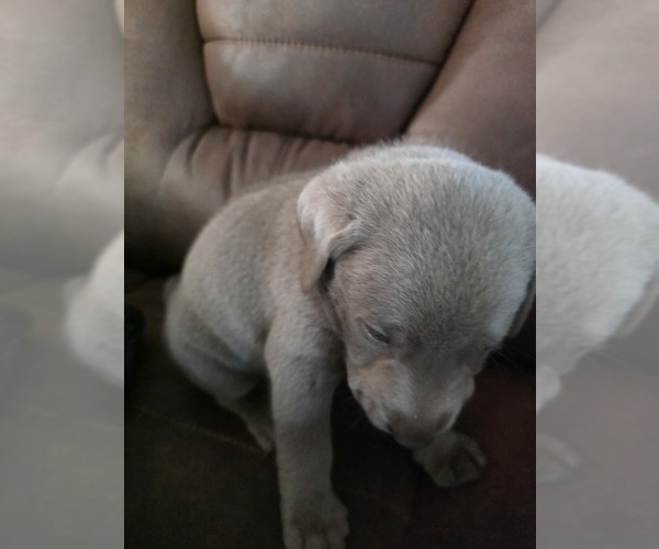 Medium Photo #38 Labrador Retriever Puppy For Sale in SHELBYVILLE, IN, USA