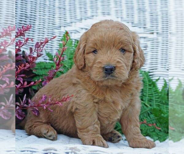 Medium Photo #2 Goldendoodle (Miniature) Puppy For Sale in WITHEE, WI, USA