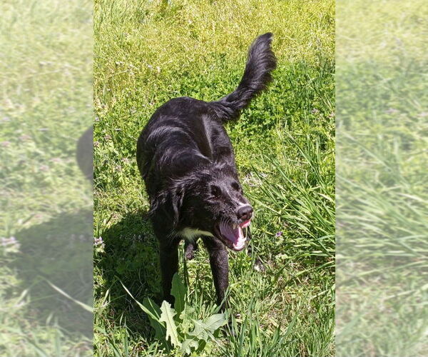 Medium Photo #2 Border Collie-Unknown Mix Puppy For Sale in Harrison, AR, USA